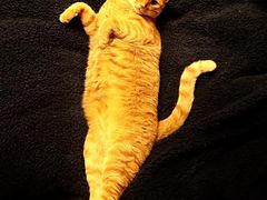 -金掌勺·锅包肉(双榆树店)