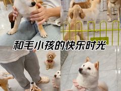 -柴犬小屋·柴餐厅·狗咖食堂(金鼎广场店)