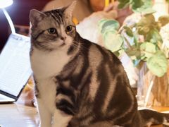 -咖法森林·咖啡  酒吧(天河店)