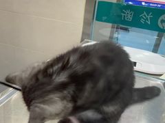 -万博宠物医院·手术·诊疗(未央凤城五路店)