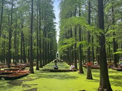 -渌洋湖湿地公园