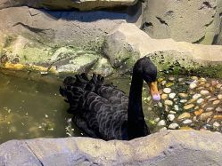 -酷嗒动物文化乐园(cutezoo西溪乐天城店)