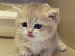 -欣宠猫屋·矮脚拿破仑·蓝金金渐层