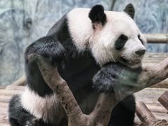 -深圳野生动物园