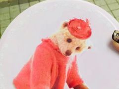 -珍妮曲奇聪明小熊(尖沙咀店)