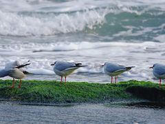 -日照灯塔风景区