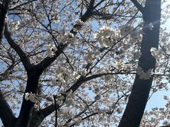 -高东镇樱花园