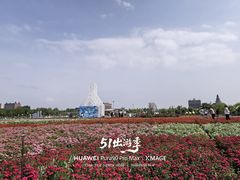 -荷兰花海