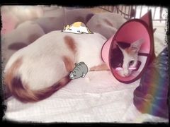 -仁华宠物医院(青羊店)