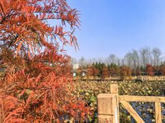 -溱湖国家湿地公园