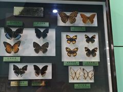 -上海昆虫博物馆