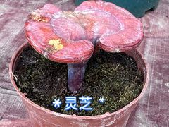 -皤滩古镇