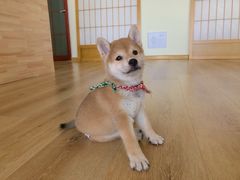 -柴犬小屋·柴餐厅·狗咖食堂(金鼎广场店)