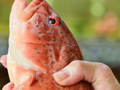 -巽寮印象美食部落餐厅·海鲜·地方特色菜(惠州体验店)