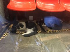 -猫咪博物馆(顶澳仔猫街店)