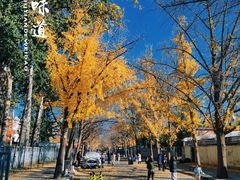 -三里屯东五街银杏大道
