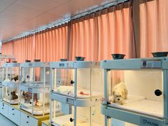 -翊宠yipet猫狗购宠庄园犬舍•猫舍