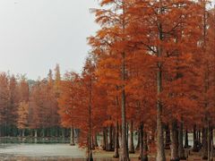 -白鹭湾湿地公园