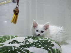 -青奢宠物·青奢猫舍