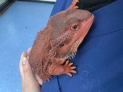 -博特宠物医院24h犬猫全科.骨科·异宠