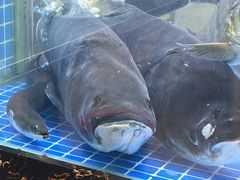 -浔味·山屿湖·正宗淳牌全鱼宴老字号