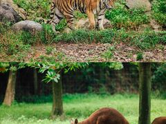 -杭州野生动物世界