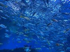 -海合安成都极地海洋公园