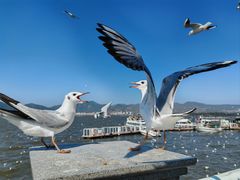 -海埂大坝