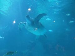 -石家庄海洋公园