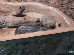 -海南热带野生动植物园
