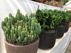 -秦美花卉(天朗·莱茵小城2期店)