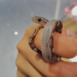 -Moni星球萌宠·小马宝莉·灵蛇·高端高阶全萌宠互动体验俱乐部(红豆国际广场店)