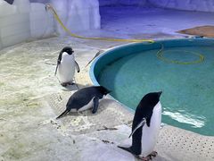 -海合安武汉极地海洋公园