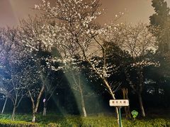 -武汉大学-樱园