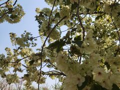 -古柏渡飞黄旅游区