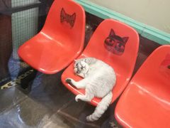 景点-猫咪博物馆(顶澳仔猫街店)