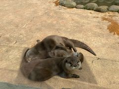 -杭州野生动物世界
