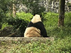 -都江堰中华大熊猫苑