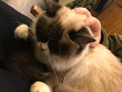 -猫色咖啡·猫咖