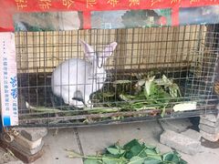 -小鱼草莓采摘园农家乐·小鱼餐厅