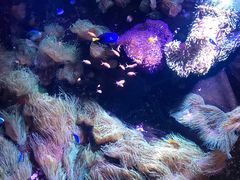-悉尼海洋生物水族馆