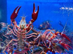 -白仁仔· 活烤海鲜 宵夜(豫园店)