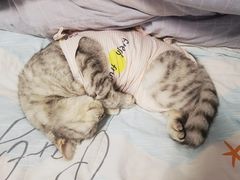 -四月宠物医院·猫专科·心脏专科·内科(转塘店)