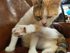 -猫小院猫主题餐厅(三里屯店)
