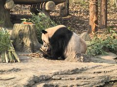 -都江堰中华大熊猫苑