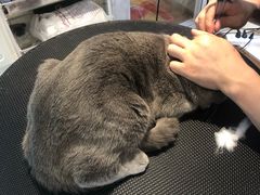 -Pets First伊珊娜洗护·精致美容·家庭式寄养(新会路店)