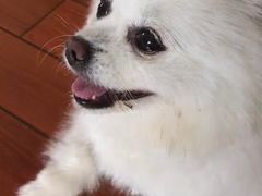 -丹景宠物医院·全科·老年病·牙科(武昌诊疗中心)