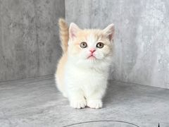 -小猫来了·猫舍(红山六九七九店)