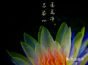 周六中午听邻居说杨浦公园的睡莲好漂亮呀，于是下午三点