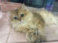 -FAELING PETS美天灵宠物(富力广场店)